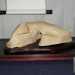 Un suiseki raffigurante un maiale accovacciato, scoperto dal 76enne barese Vito Di Venere 